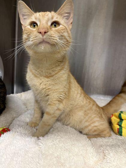 Enlarge Honey, a Adoptable mixed breed in Shawano, WI image 1/1