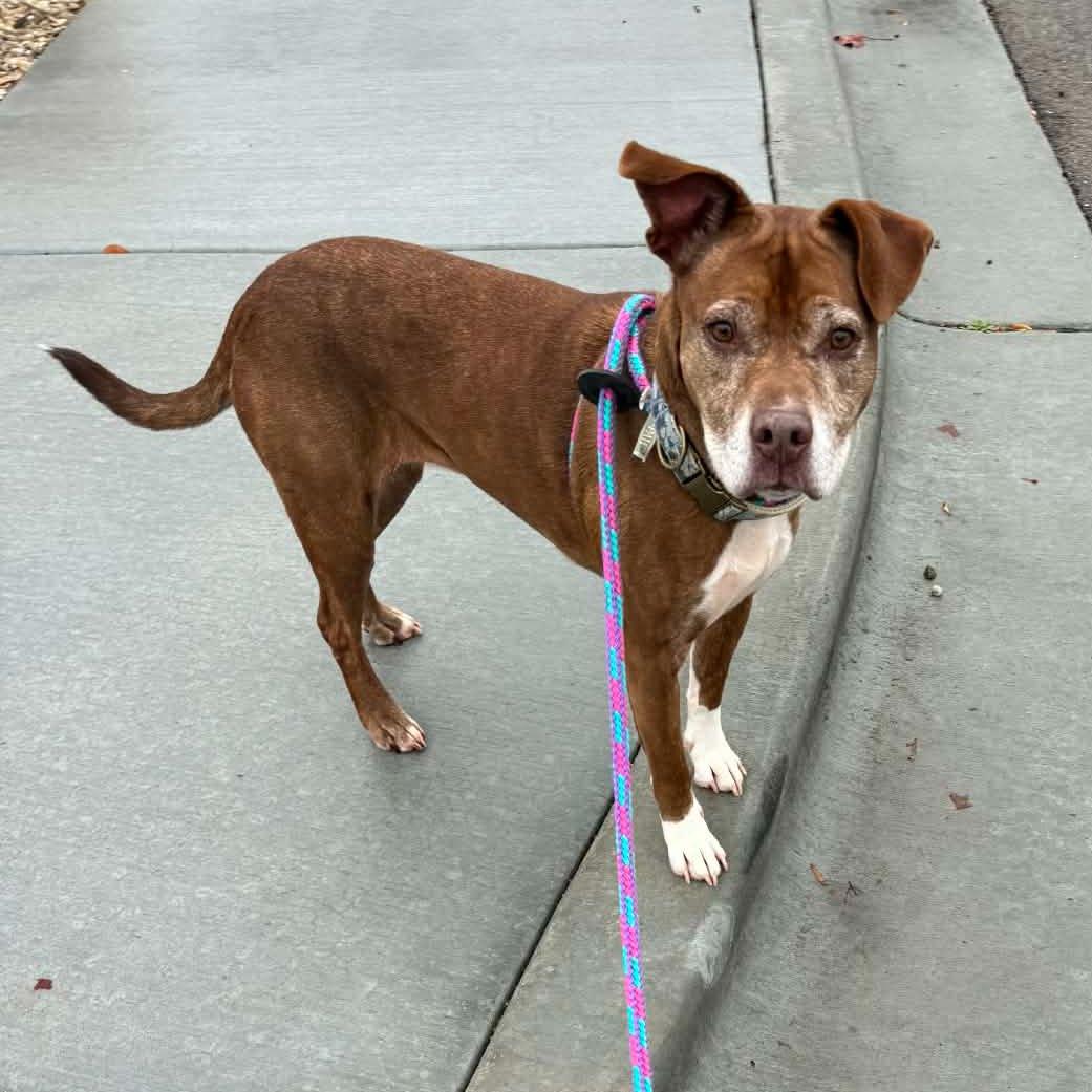 Enlarge Callie, a Adoptable Pit Bull Terrier in Seattle, WA image 2/6