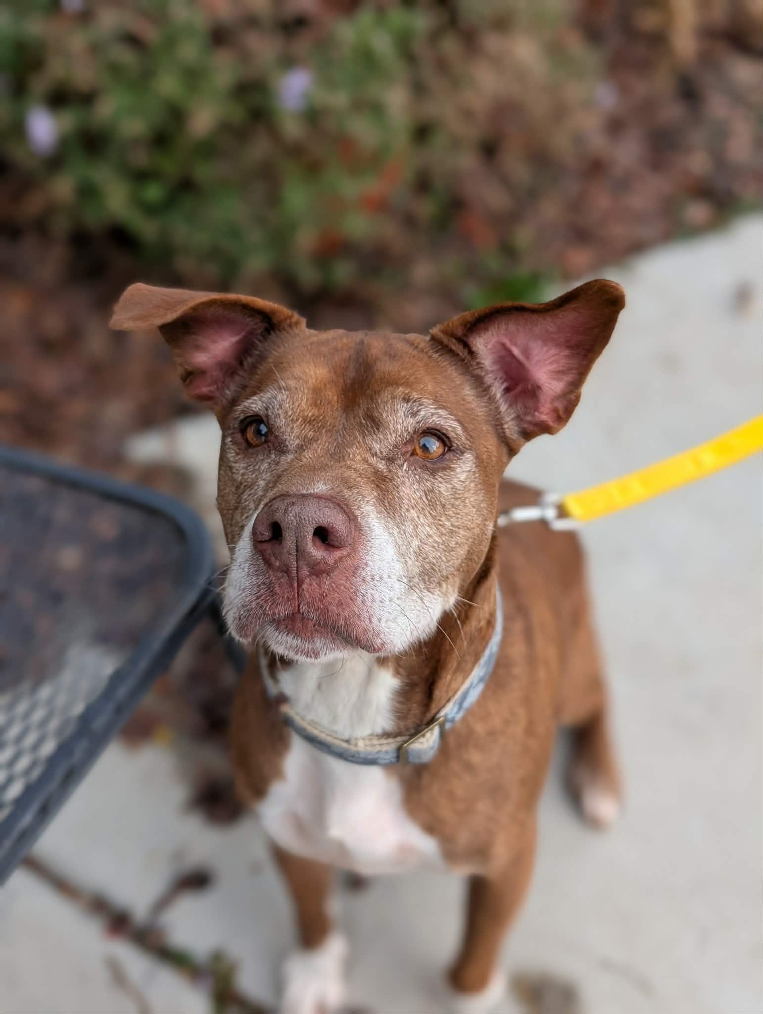 Enlarge Callie, a Adoptable Pit Bull Terrier in Seattle, WA image 1/6