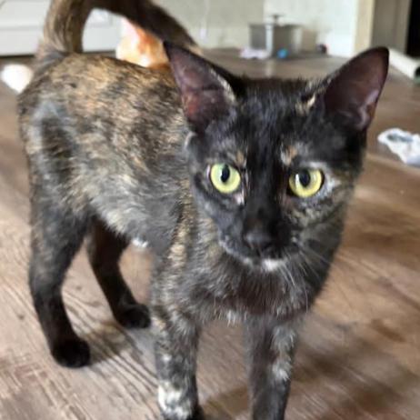 Ember, Adoptable, Young Female Domestic Short Hair.