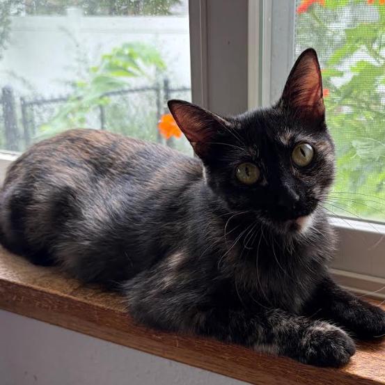 Enlarge Ember, a Adoptable Domestic Short Hair in Coralville, IA image 2/2