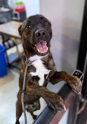 Vader, Adoptable, Adult Male Terrier & Dutch Shepherd.