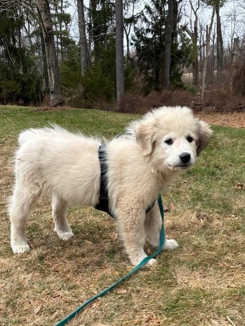 Enlarge Juniper-4/1/26, an adopted Great Pyrenees in Lambertville, NJ image 1/4