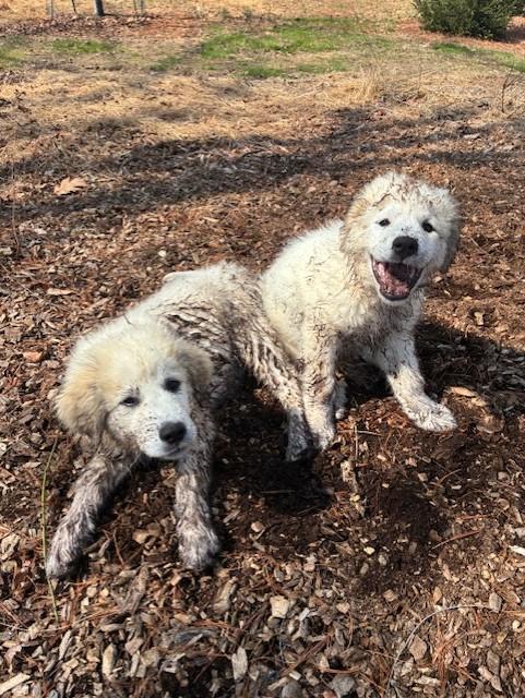 Enlarge Juniper-4/1/26, an adopted Great Pyrenees in Lambertville, NJ image 2/4