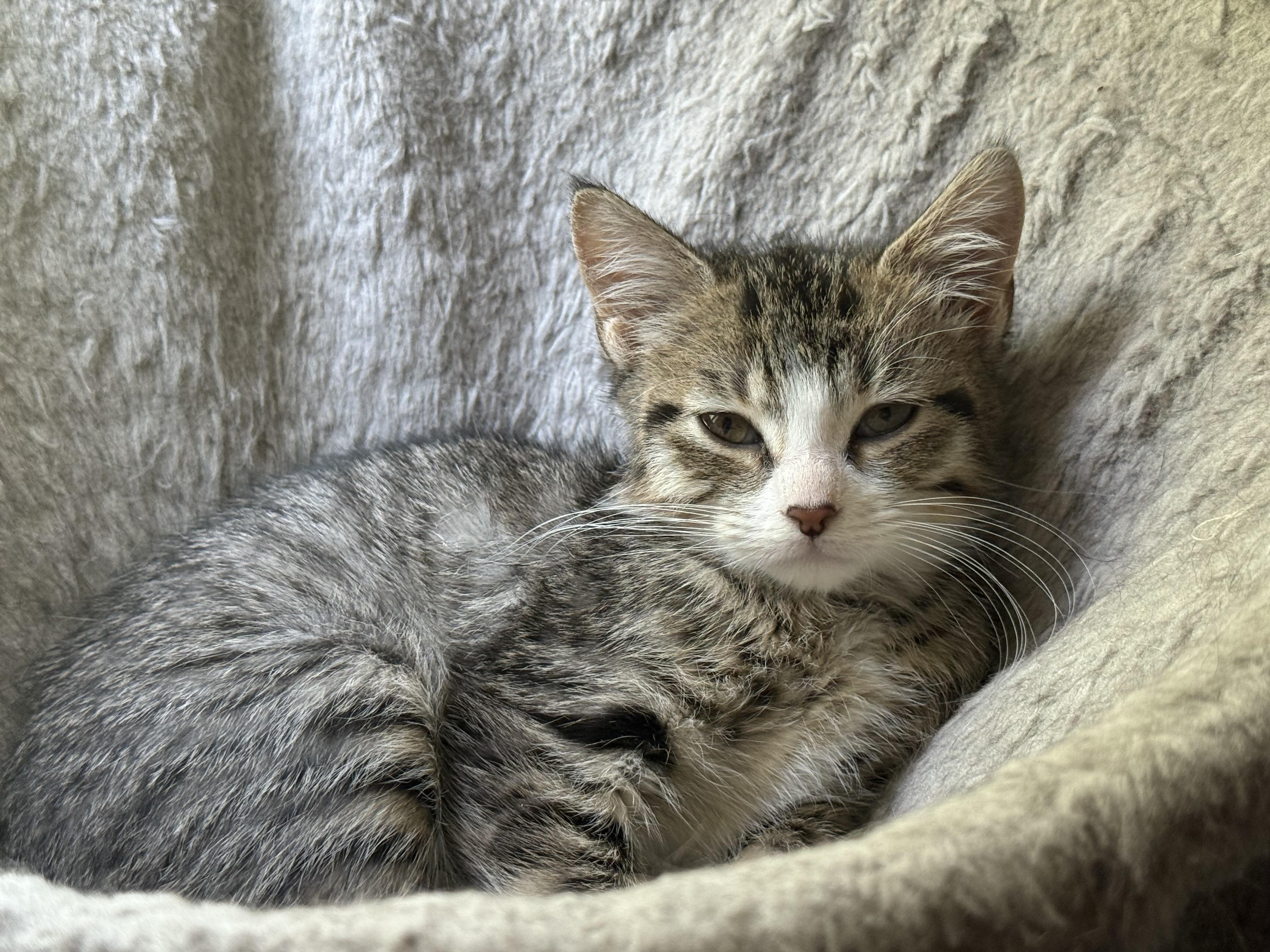 Tabitha