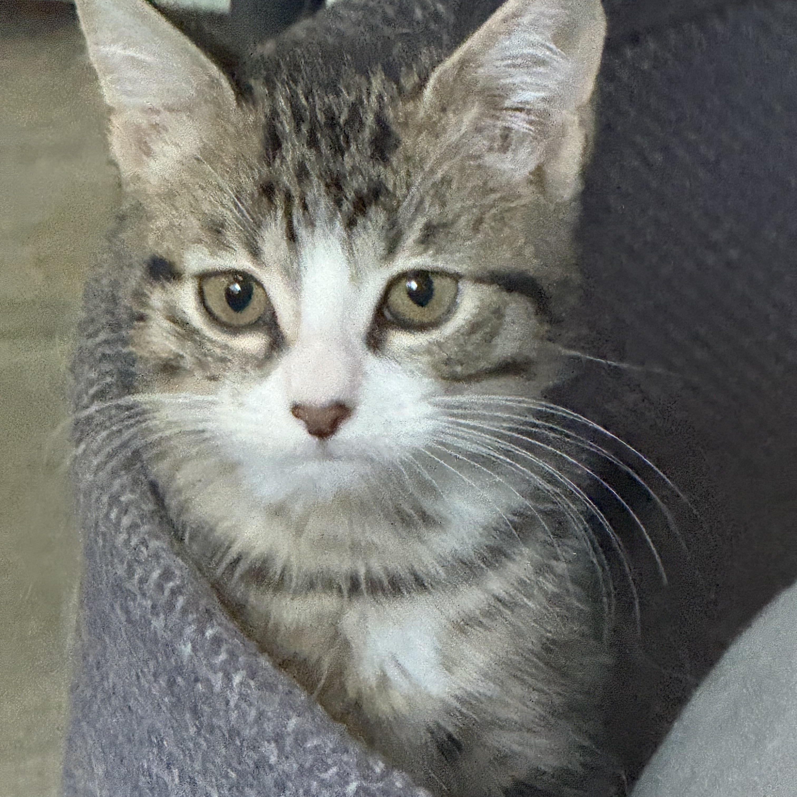 Tabitha