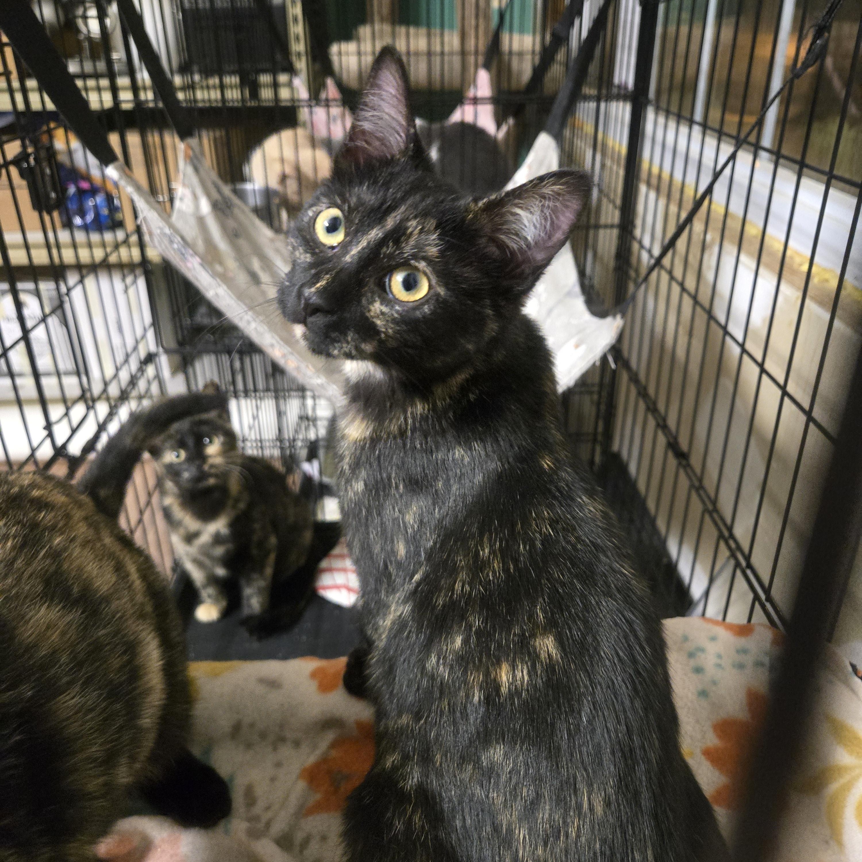 Enlarge Dory, a ADOPTABLE Tortoiseshell in Reeseville, WI image 3/3