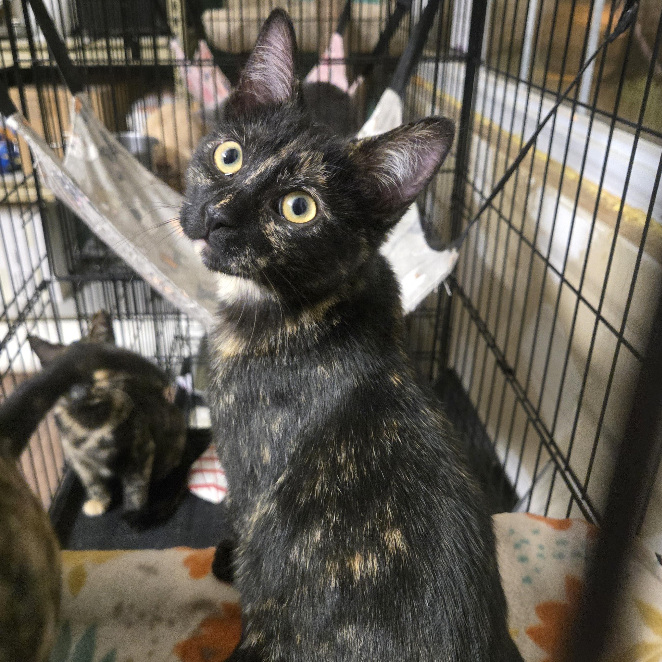 Enlarge Dory, a ADOPTABLE Tortoiseshell in Reeseville, WI image 1/3