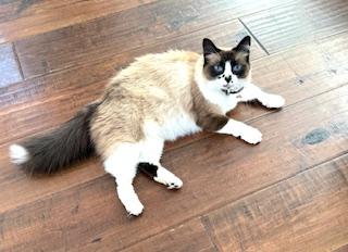 Enlarge Meadow, a Adoptable mixed breed in Garden Grove, CA image 2/3