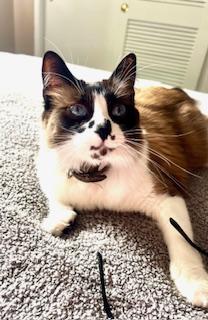 Meadow, Adoptable, Adult Female Siamese & Snowshoe.