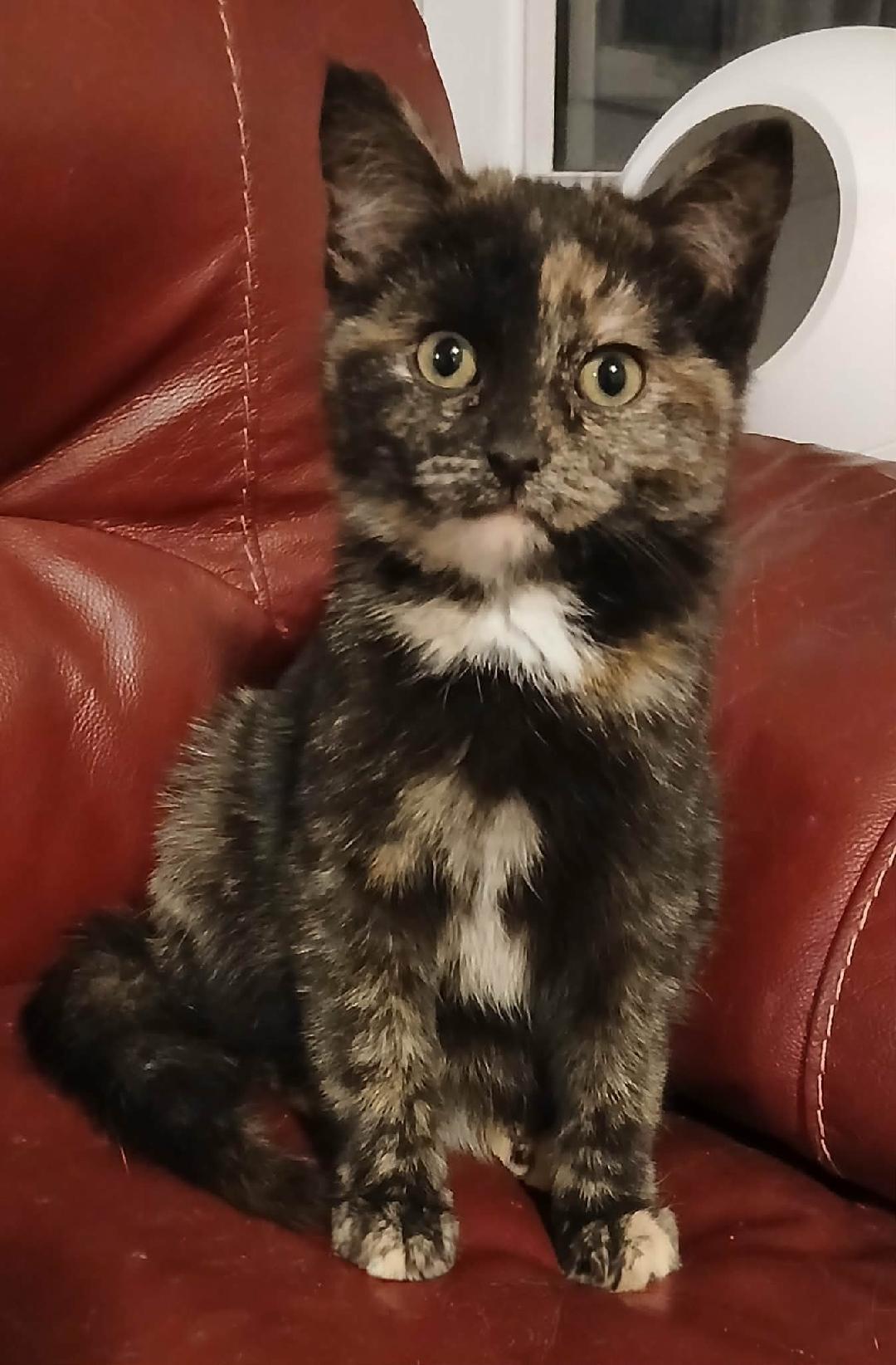 Enlarge Mira, a ADOPTABLE Tortoiseshell in Hamilton, ON image 2/3