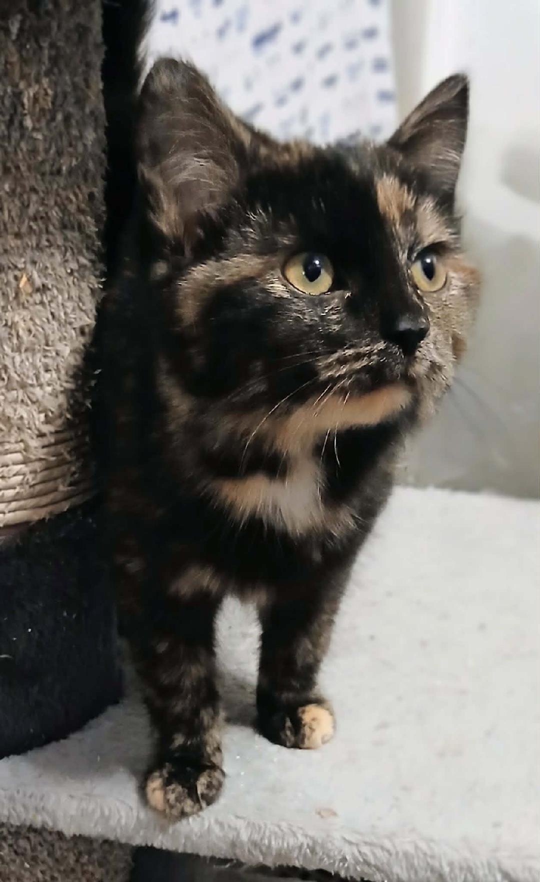Enlarge Mira, a ADOPTABLE Tortoiseshell in Hamilton, ON image 3/3