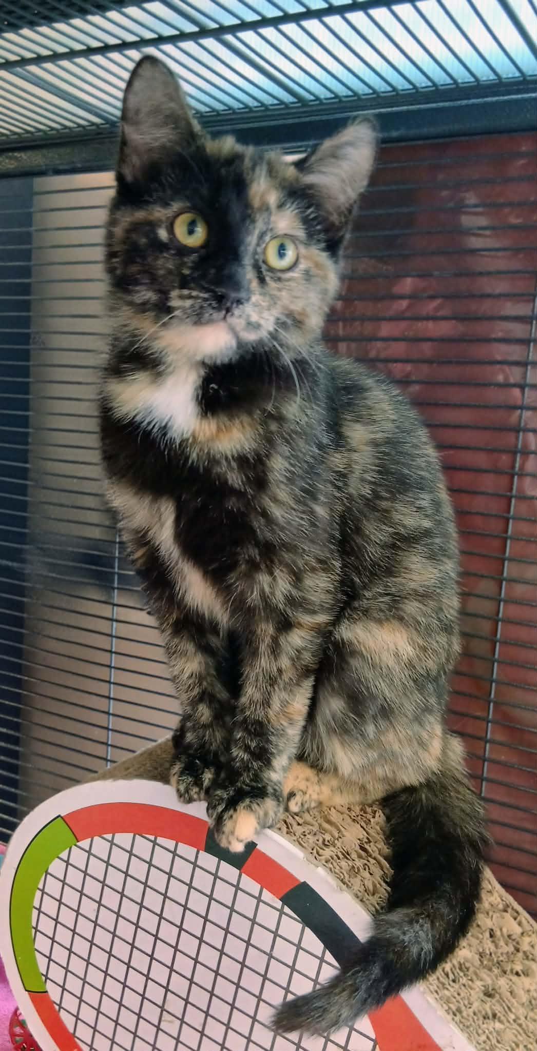Enlarge Mira, an adoptable Tortoiseshell in Hamilton, ON image 1/3