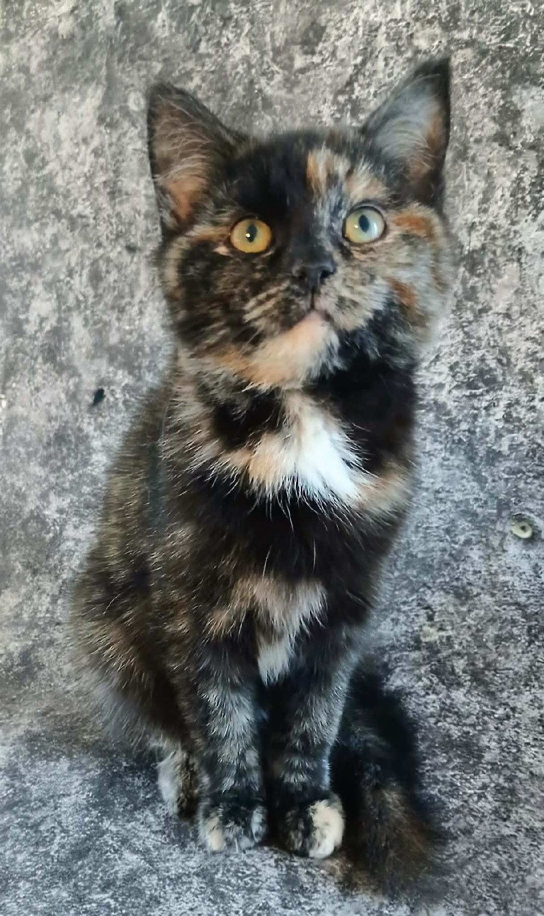 Enlarge Mira, a ADOPTABLE Tortoiseshell in Hamilton, ON image 1/3