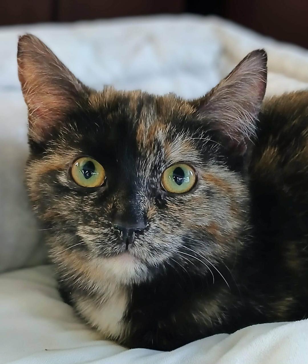 Enlarge Mira, an adoptable Tortoiseshell in Hamilton, ON image 3/3