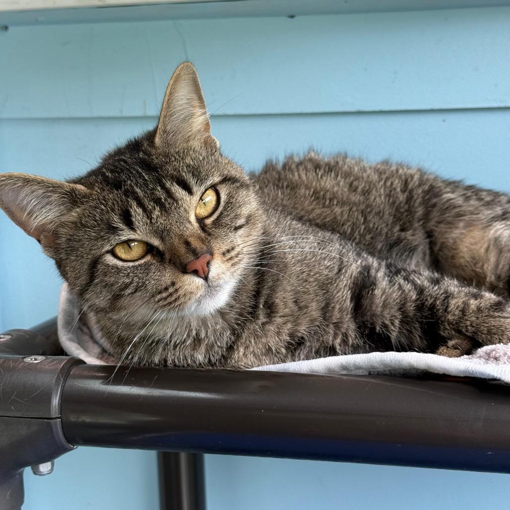 Lily, a Adoptable Domestic Short Hair in New Fairfield, CT image 1/6