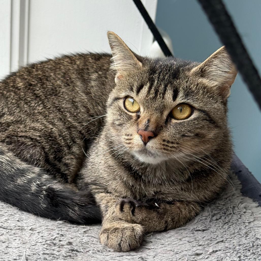 Lily, a Adoptable Domestic Short Hair in New Fairfield, CT image 2/6