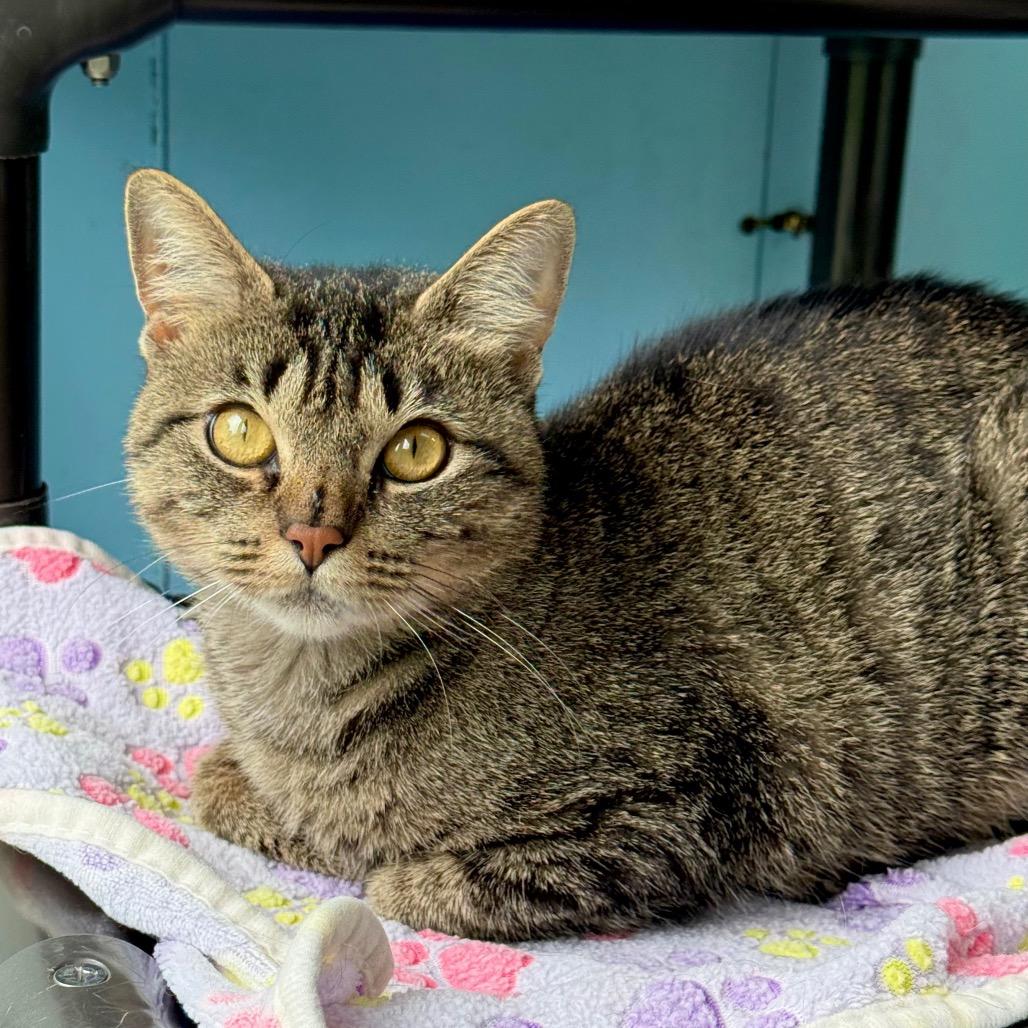 Lily, a Adoptable Domestic Short Hair in New Fairfield, CT image 1/6