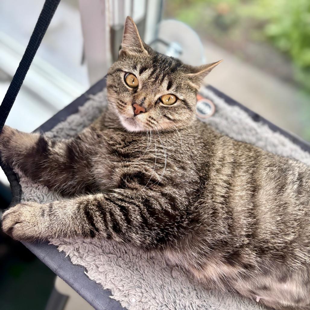 Lily, a Adoptable Domestic Short Hair in New Fairfield, CT image 4/6