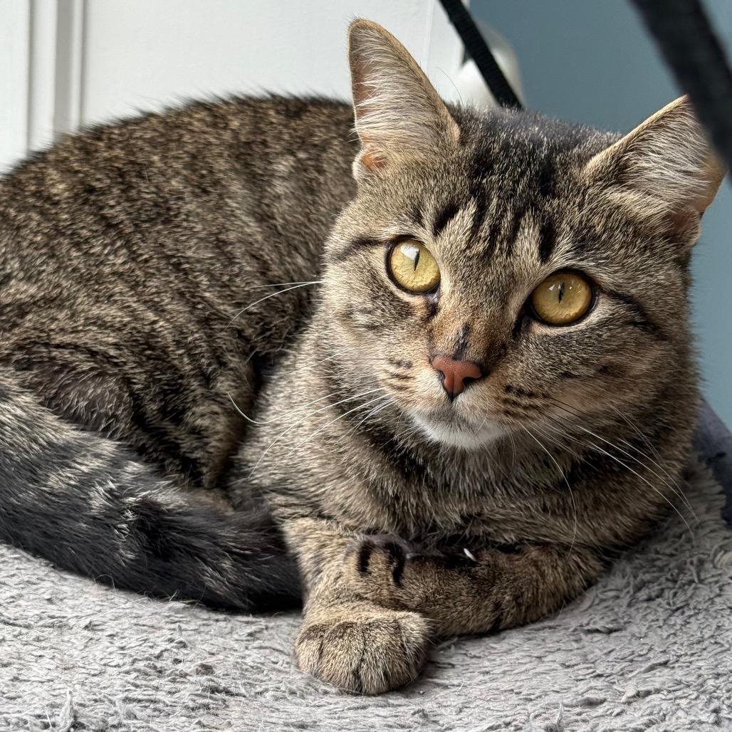 Lily, a Adoptable Domestic Short Hair in New Fairfield, CT image 2/6