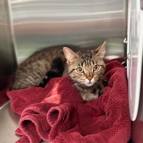 Lily, a Adoptable Domestic Short Hair in New Fairfield, CT image 3/6