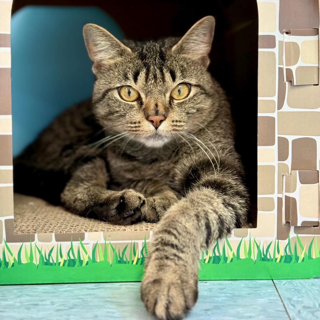 Lily, a Adoptable Domestic Short Hair in New Fairfield, CT image 4/6