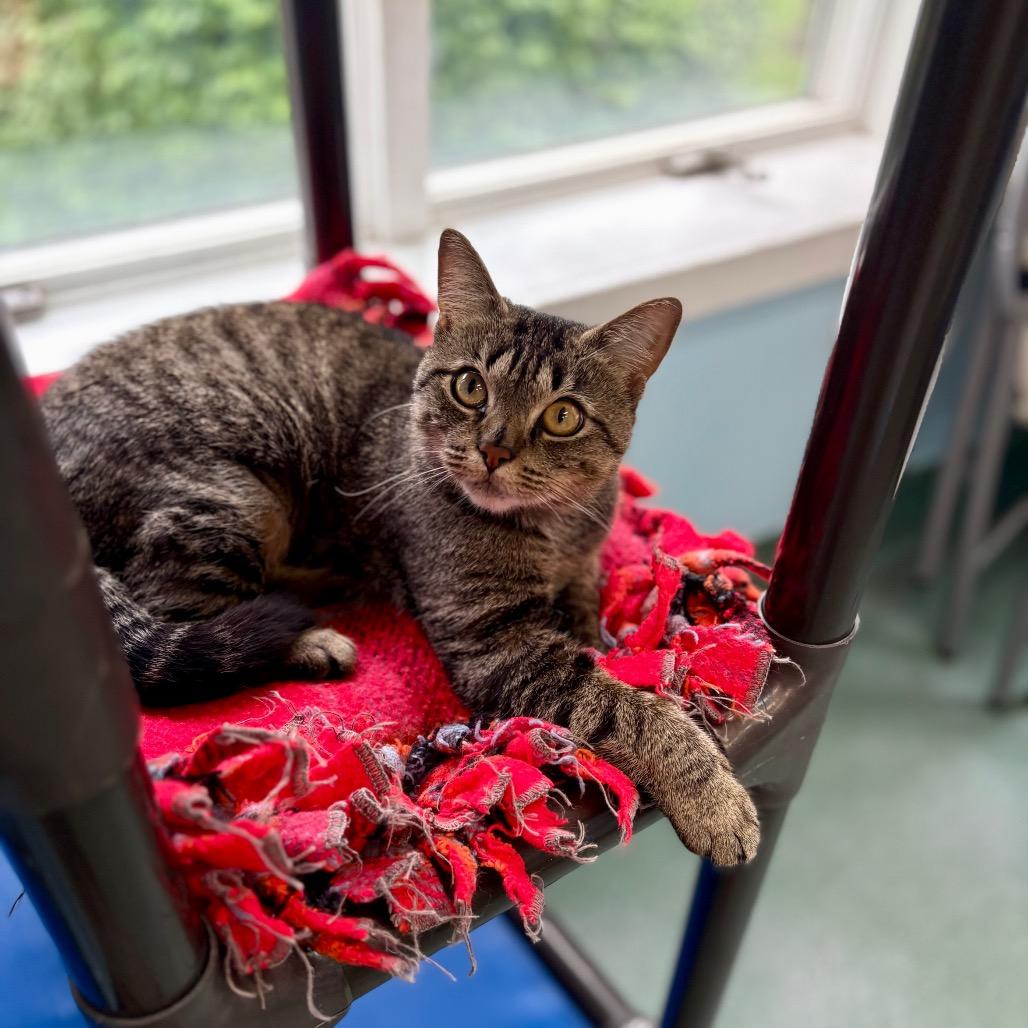 Lily, a Adoptable Domestic Short Hair in New Fairfield, CT image 5/6