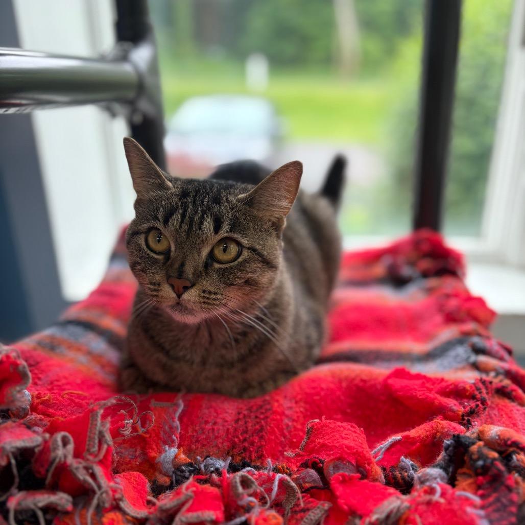 Lily, a Adoptable Domestic Short Hair in New Fairfield, CT image 6/6