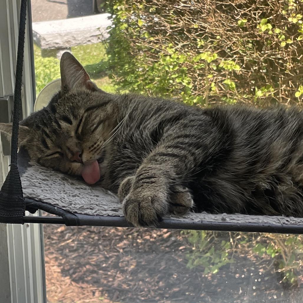 Lily, a Adoptable Domestic Short Hair in New Fairfield, CT image 6/6