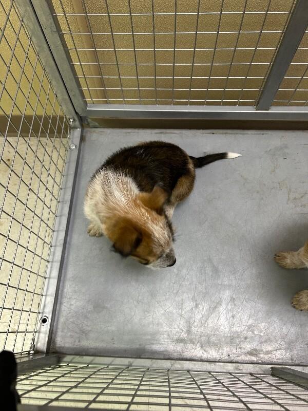 Domino, Adoptable, Young Male Mixed Breed.