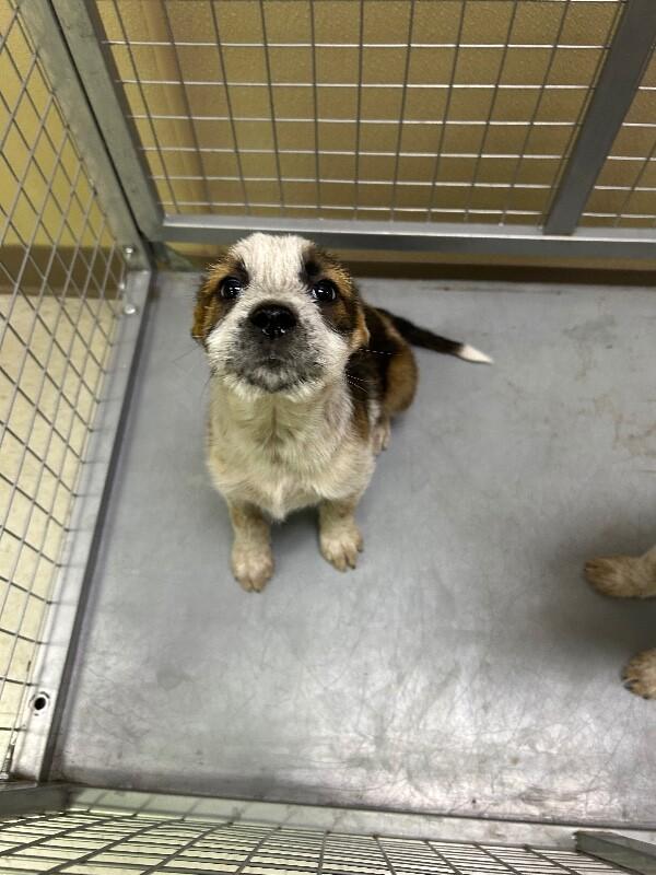 Enlarge Domino, a Adoptable Mixed Breed in Hobbs, NM image 2/5