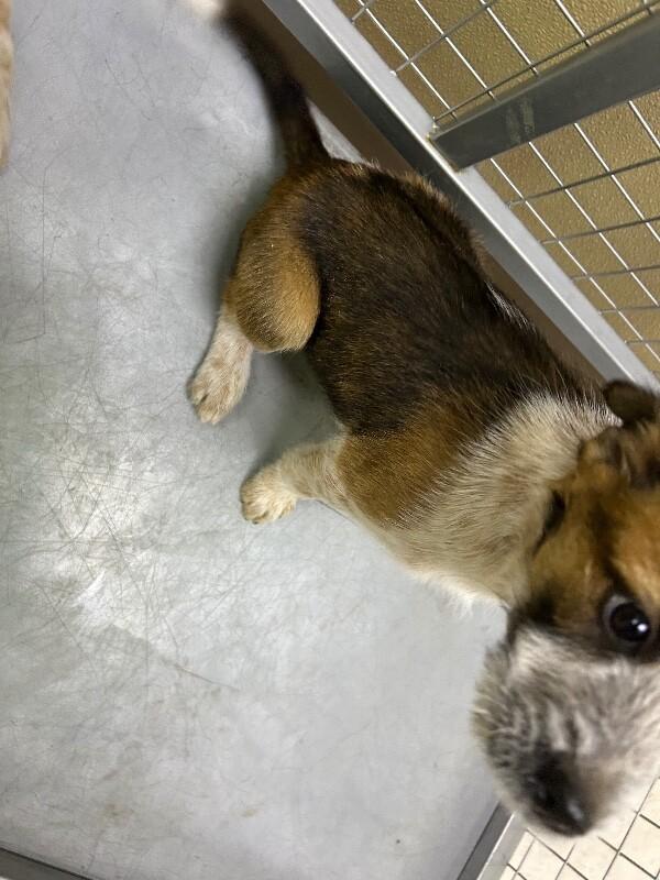 Enlarge Domino, a Adoptable Mixed Breed in Hobbs, NM image 3/5