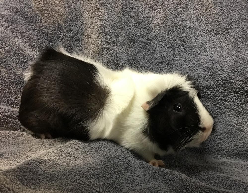 Enlarge Flying Dutchman (Bonded to Swatter), a Adoptable Guinea Pig in San Diego, CA image 1/3