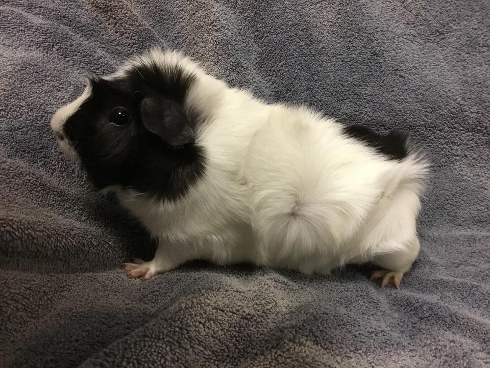 Enlarge Flying Dutchman (Bonded to Swatter), a Adoptable Guinea Pig in San Diego, CA image 3/3