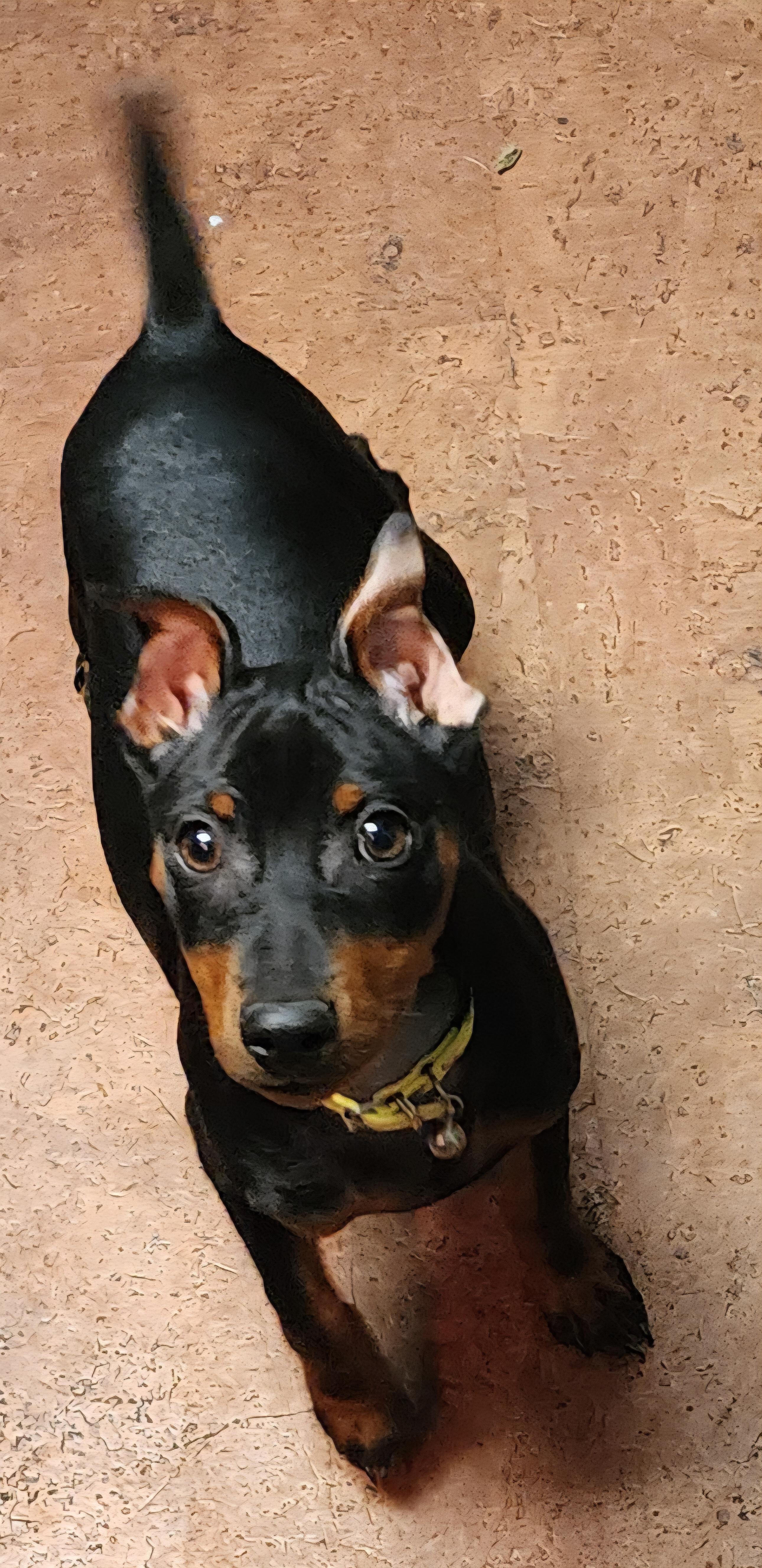 Enlarge Stanley, an adopted Miniature Pinscher in Momence, IL image 1/1