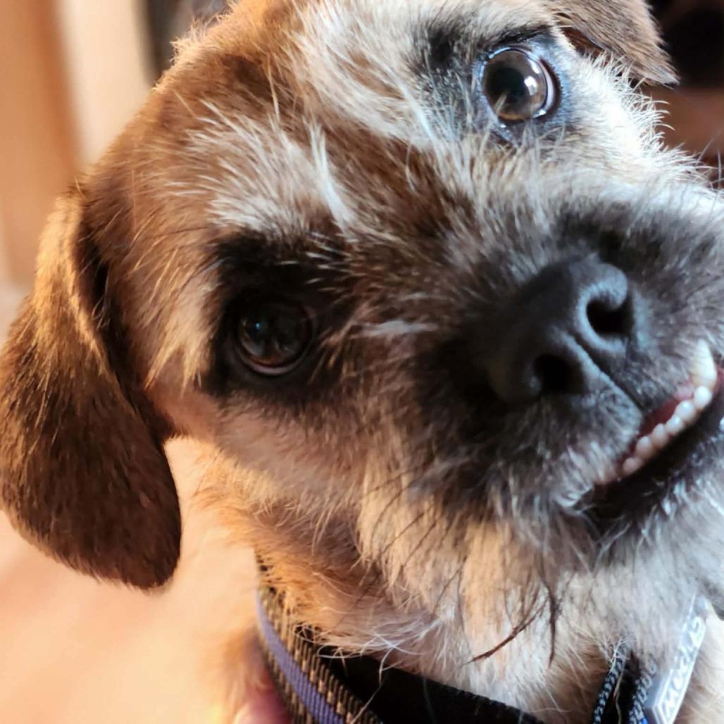 Enlarge Tucker, a Adoptable mixed breed in Alma, WI image 1/6