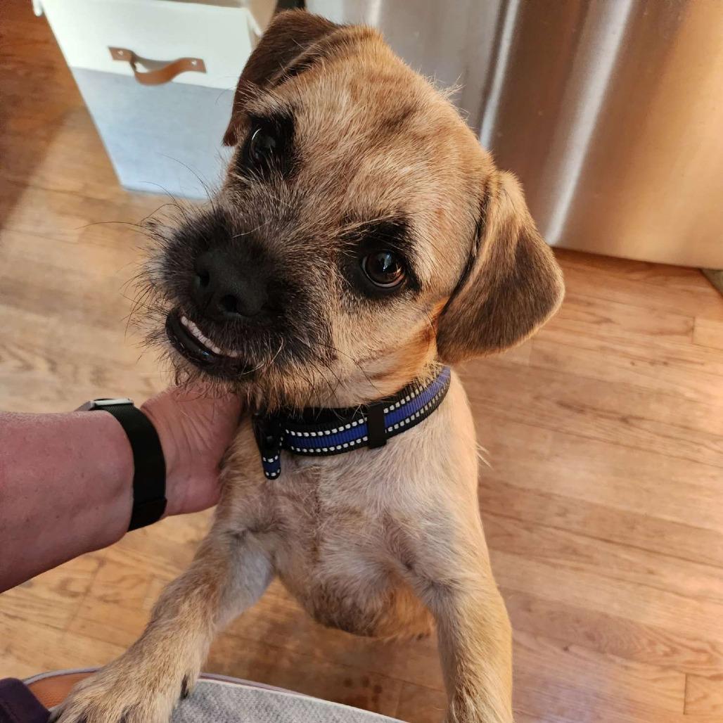 Enlarge Tucker, a Adoptable mixed breed in Alma, WI image 2/6