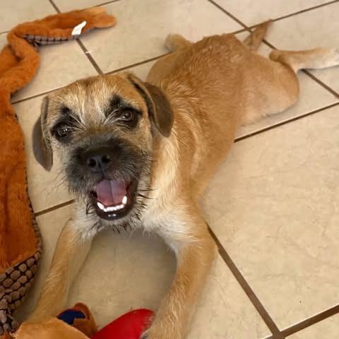 Enlarge Tucker, a Adoptable mixed breed in Alma, WI image 3/6