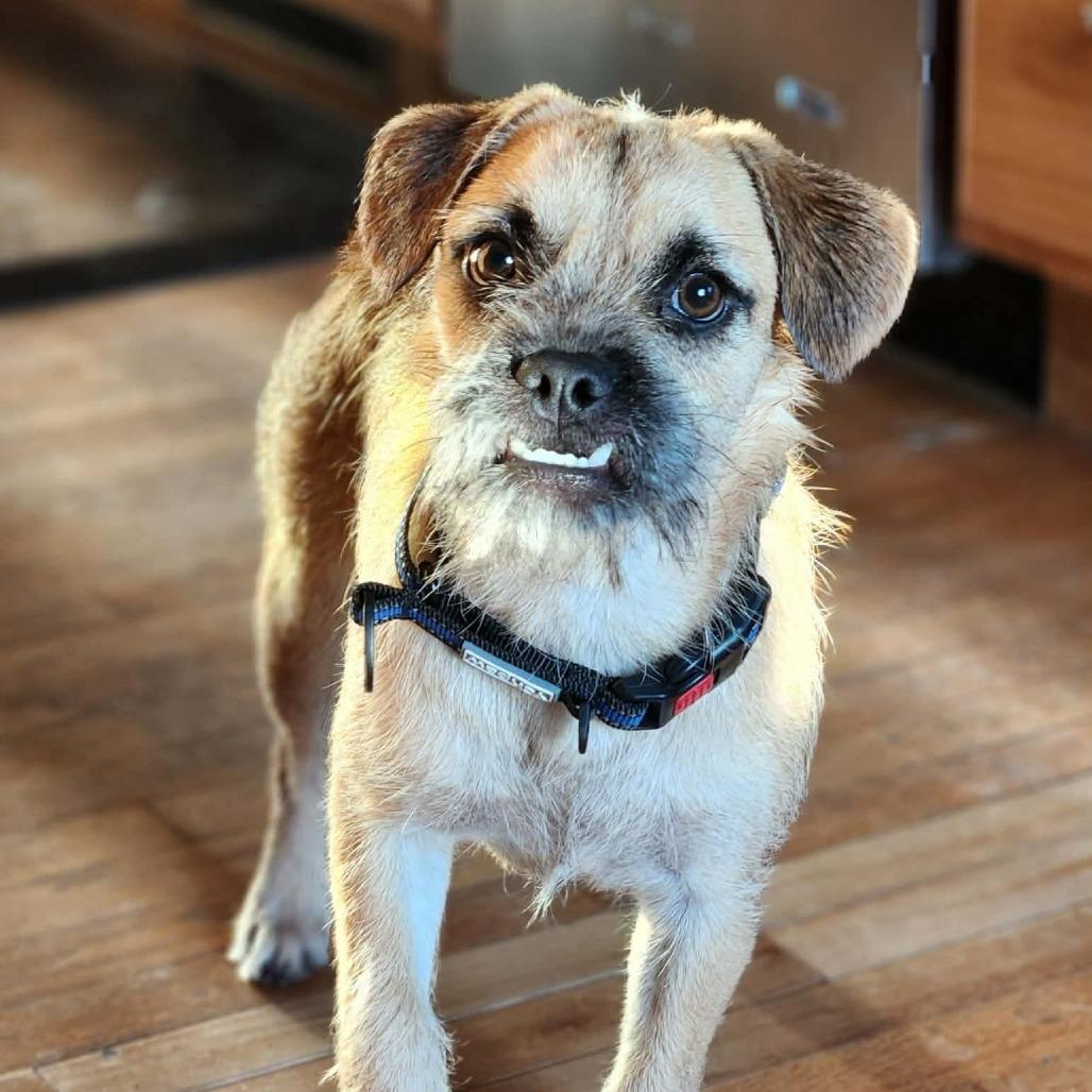 Enlarge Tucker, a Adoptable mixed breed in Alma, WI image 4/6