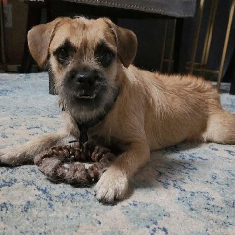 Enlarge Tucker, a Adoptable mixed breed in Alma, WI image 5/6
