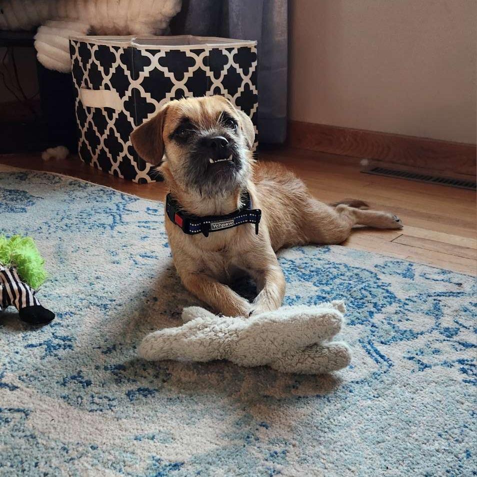 Enlarge Tucker, a Adoptable mixed breed in Alma, WI image 6/6