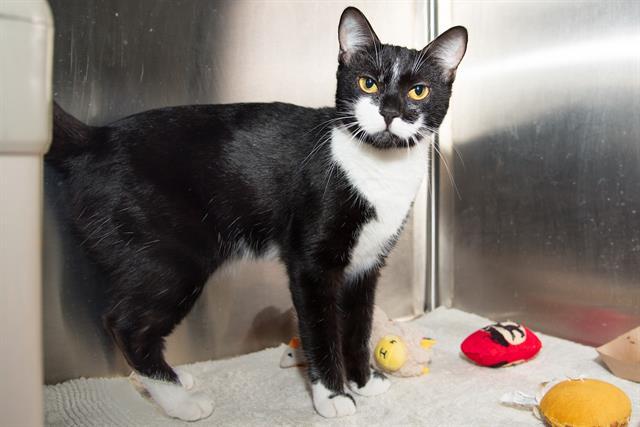 Enlarge SABRINA, a Adoptable Domestic Short Hair in Santa Monica, CA image 1/1