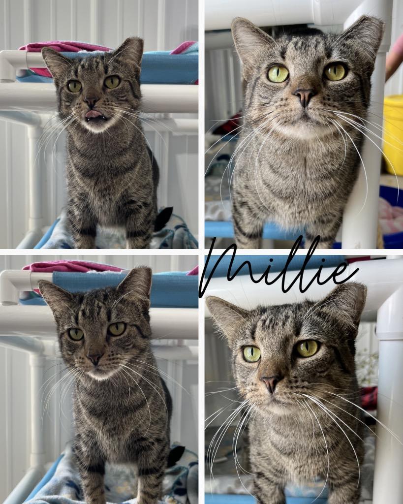 Millie- silo, Adoptable, Young Female Domestic Short Hair.