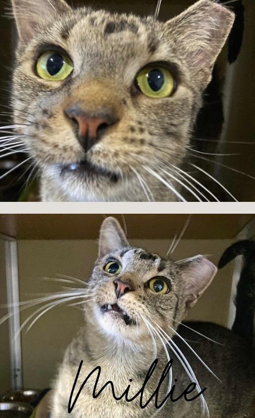 Enlarge Millie- silo, a Adoptable mixed breed in Pierceton, IN image 3/3