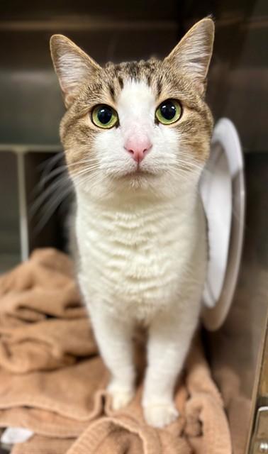 DORIS, Adoptable, Adult Female Domestic Short Hair.