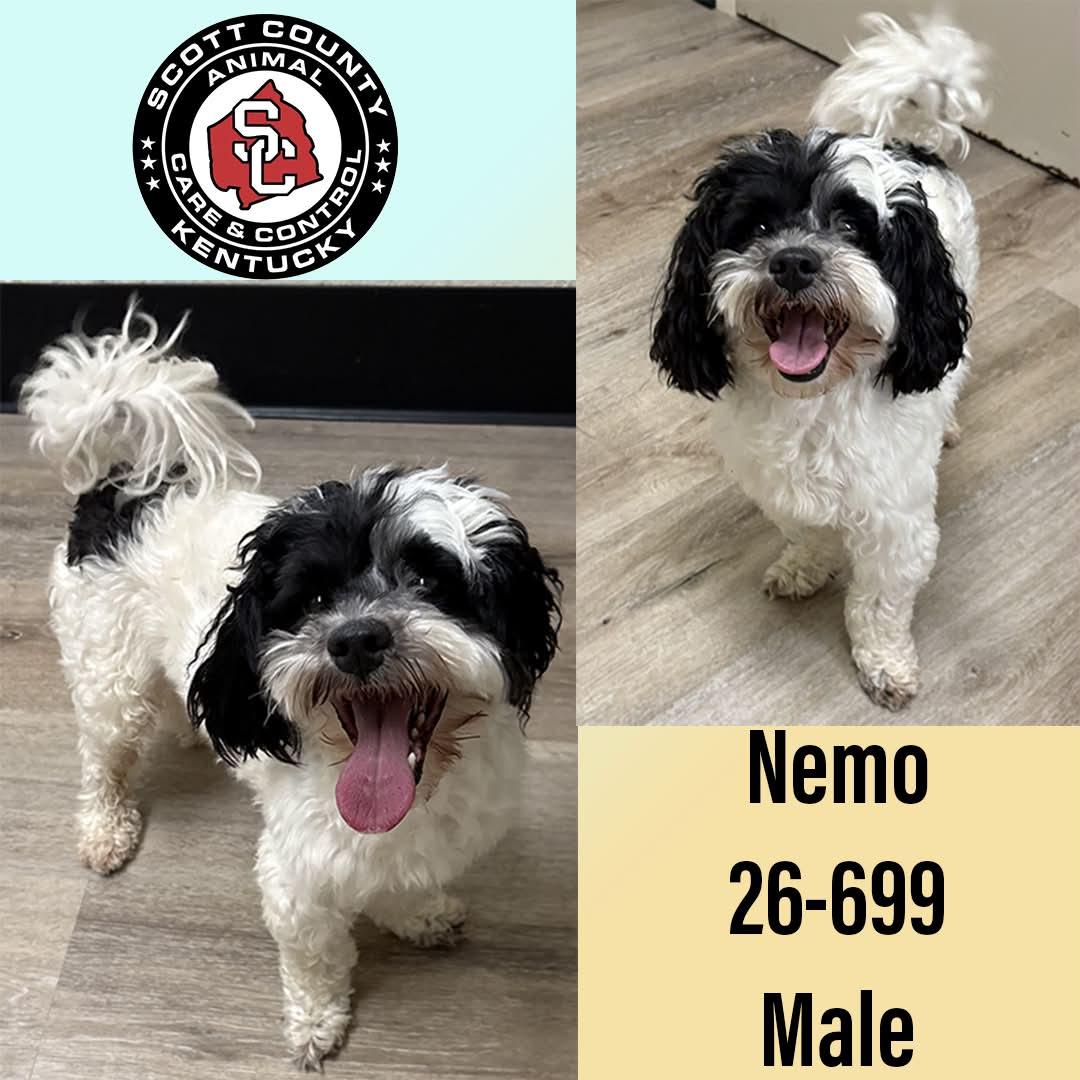 Nemo, Adopted, Adult Male Maltese & Poodle.