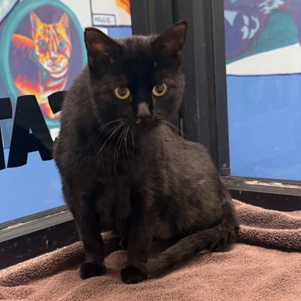 Enlarge Clarence Cheyenne, a Adoptable Domestic Short Hair in Denver, CO image 2/6
