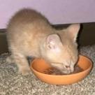 Marlon, Adoptable, Kitten Male Domestic Short Hair.