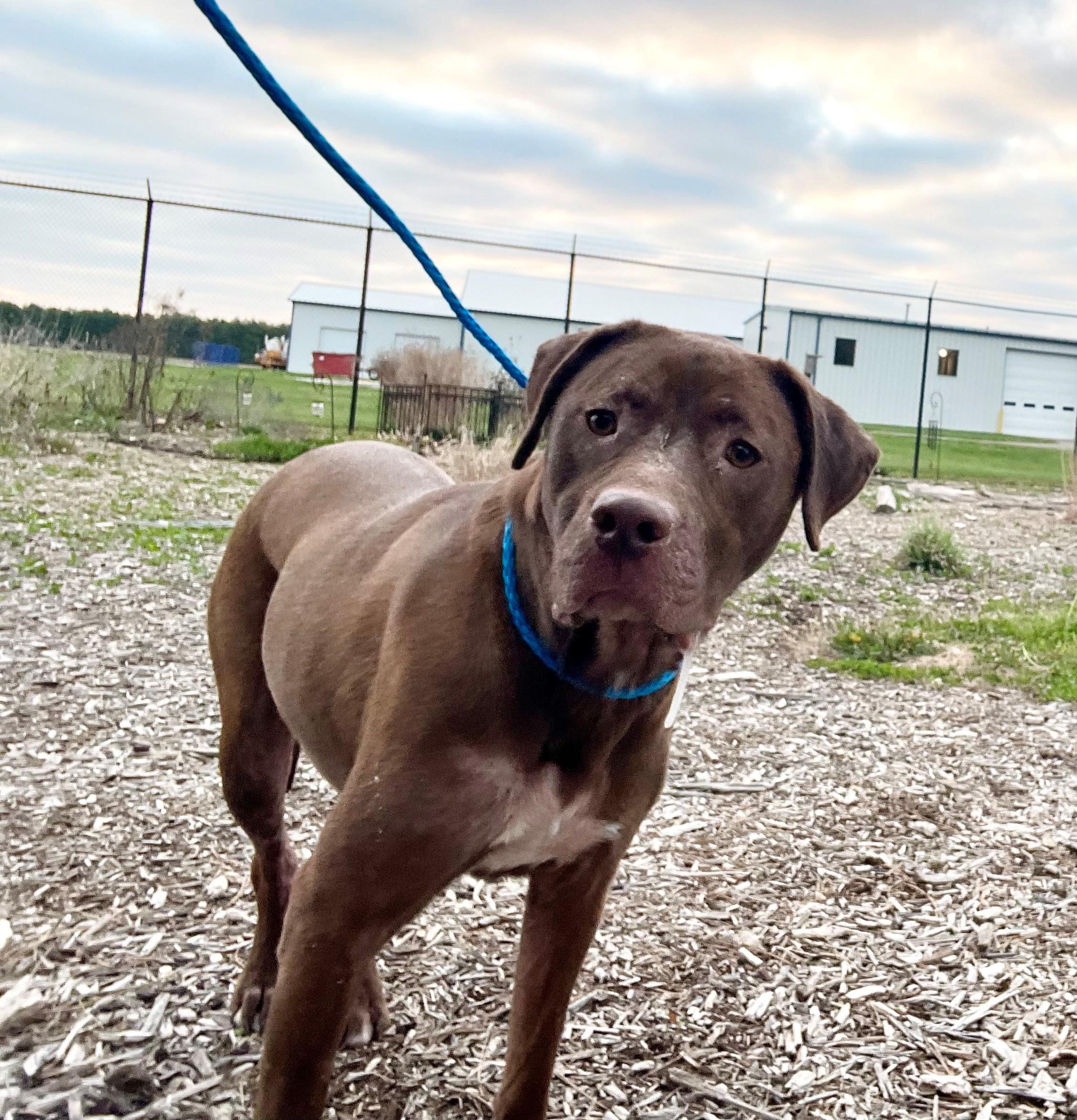 Dusty, a ADOPTABLE mixed breed in Columbus, IN image 2/4