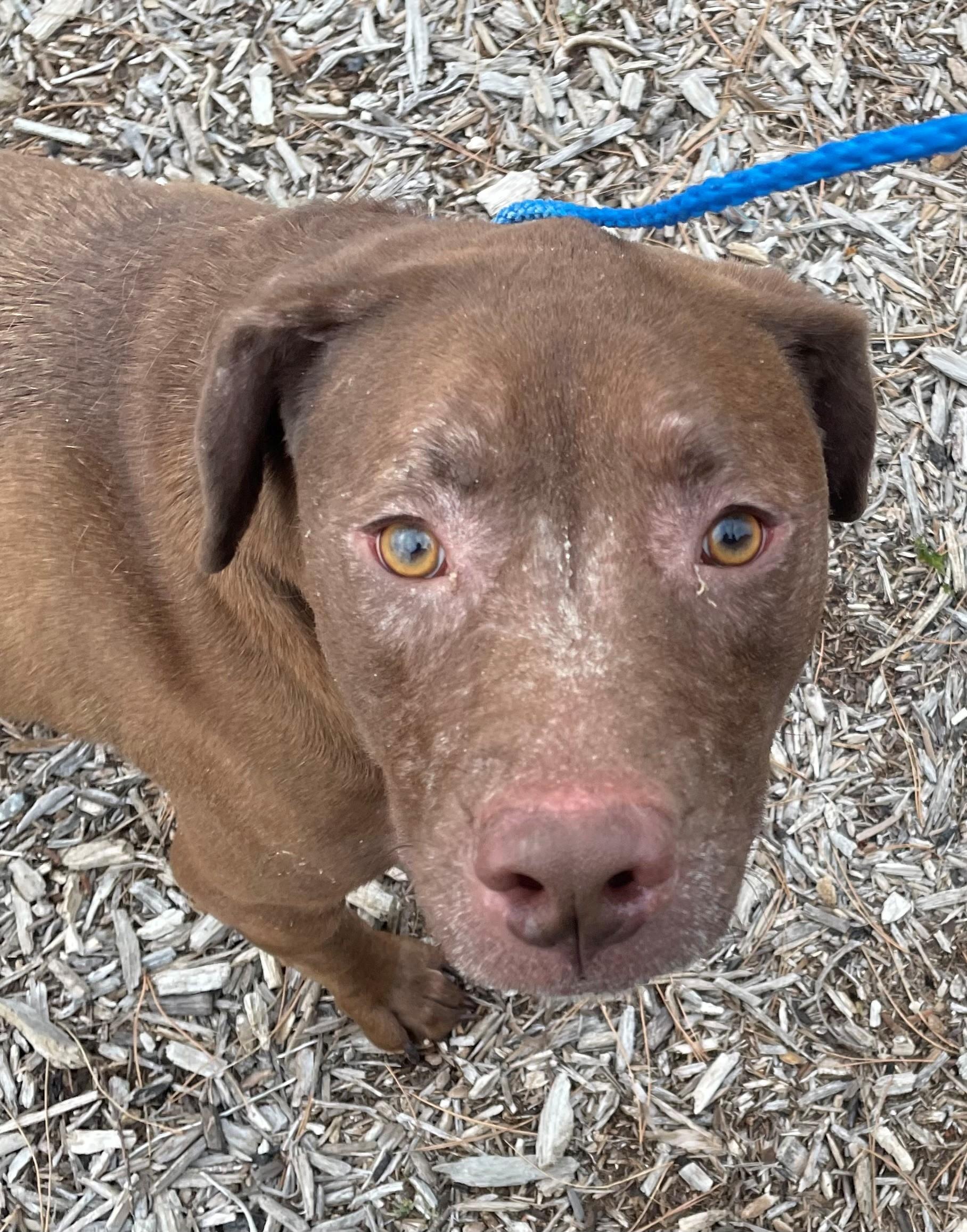 Dusty, a ADOPTABLE mixed breed in Columbus, IN image 3/4